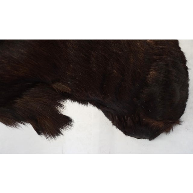 Moose Head Bust Mount For Sale - Image 15 of 18