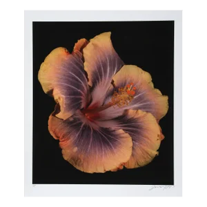 Hibiscus Silver Memory, Jonathan Singer, Photography