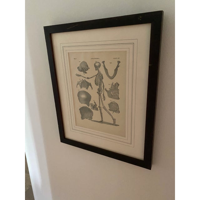 1890 Original Skeleton Anatomy Illustrations - Set of 2 For Sale - Image 4 of 7