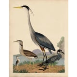 Alexander Wilson Blue Heron and Other Shore Birds For Sale