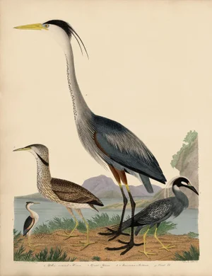 Alexander Wilson Blue Heron and Other Shore Birds