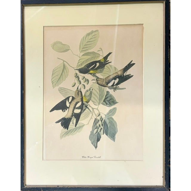 Early American, North American Bird Prints, Framed For Sale In New York - Image 6 of 11