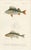 Various Fish Species, 1861, Handcolored Prints, Set of 9 For Sale - Image 11 of 11