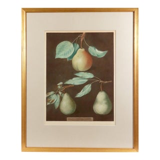 George Brookshaw Pears, Plate LXXXVI From Pomona Britannica, Hand-Colored Aquatint, Framed English, London, Dated 1807 For Sale