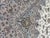 Beige Pasargad Beige Persian Isfahan Silk & Wool For Sale - Image 8 of 18