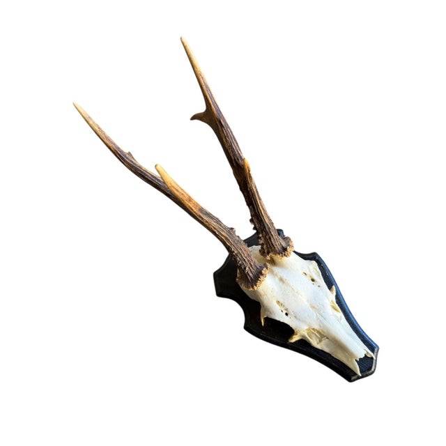 Roe Deer Trophy Rd43 Black Forest Antlers Jawbone on Back For Sale - Image 4 of 5