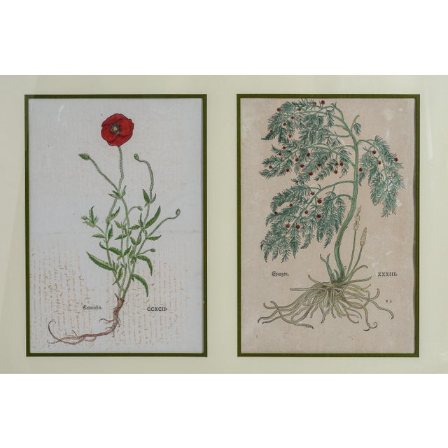 1960s Antique Trio of Framed Double-Print Renaissance Botanical Wall Art For Sale - Image 5 of 18