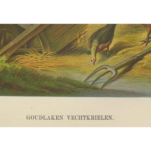 The Lively Golden Bantam Game Fowl, 1888, Paper For Sale - Image 3 of 10
