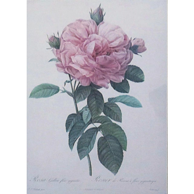 Free shipping anywhere in the continental US. This is a large color lithograph titled 'The Rose' by French artist Pierre-...