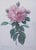 Free shipping anywhere in the continental US. This is a large color lithograph titled 'The Rose' by French artist Pierre-...