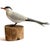 American Robert Kurkewicz Painted Wood Common Tern Bird Carving For Sale - Image 10 of 10