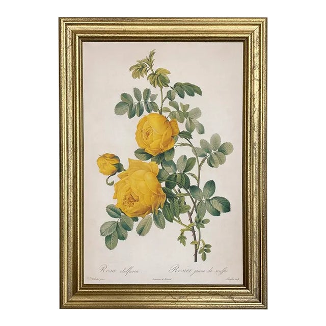 Rosa Sulfurea Yellow Rose Vintage Color Illustration Reproduction Print Behind Glass in Gold Frame For Sale