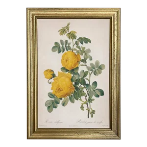 Rosa Sulfurea Yellow Rose Vintage Color Illustration Reproduction Print Behind Glass in Gold Frame