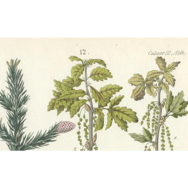 Mid 19th Century Calwer, Hand-Colored Botanical Illustration of Spruce, Oak, and Currant, 1854, Lithograph For Sale - Image 5 of 6