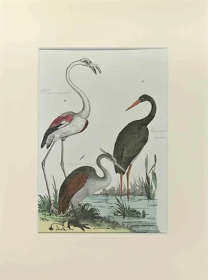 Johann Friedrich Naumann, Flamingo, Etching, 1840