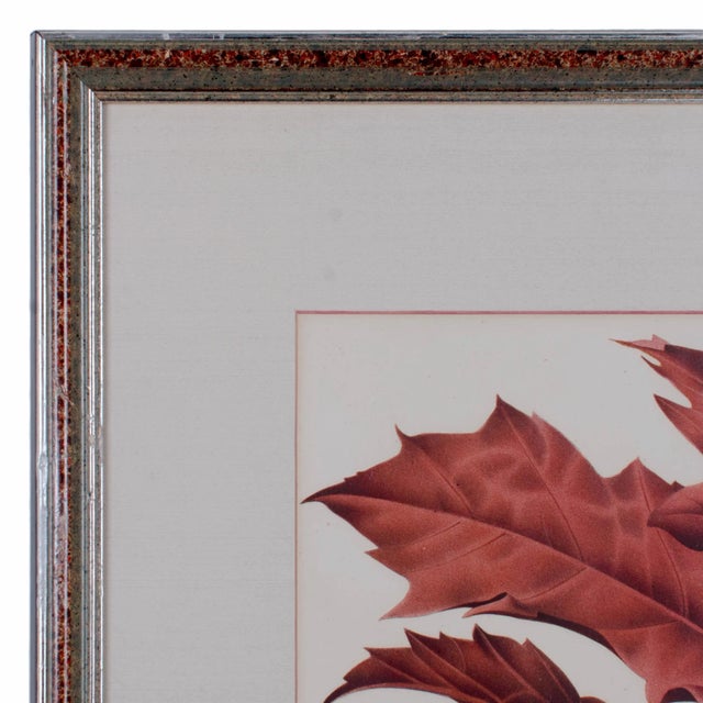Printmaking Materials Botanical Lithographs from Linden’s L’Illustration Horticole - A Pair For Sale - Image 7 of 7