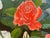 A beautiful painting equally at home on a gallery wall in a lady's boudoir. It is a smaller painting-- but extremely...