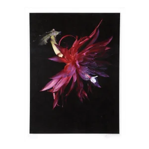 Hybrid Epiphyllum, Jonathan Singer