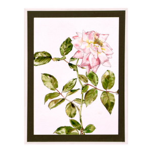 Garden Rose - Botanical Study by Deborah Eddy