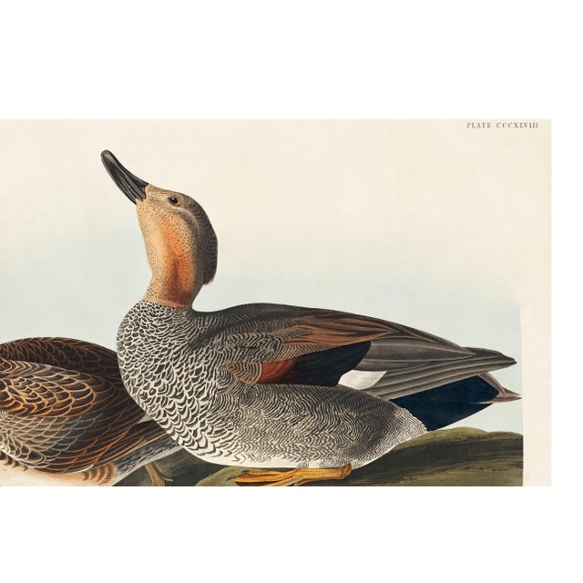 Paper Gadwall Duck, Vintage Art Print Reproduction From Birds of America by John James Audubon, 24" X 16" For Sale - Image 7 of 10