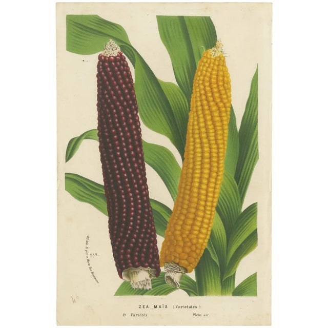 Louis Van Houtte, Red and Yellow Maize, 1875, Print For Sale
