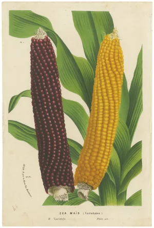 Louis Van Houtte, Red and Yellow Maize, 1875, Print