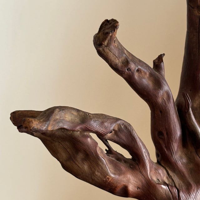 Mid-20th Century Carved Walnut Bird on Cherry Root, Ethel Yeagle (American 1909-2003) For Sale - Image 10 of 12