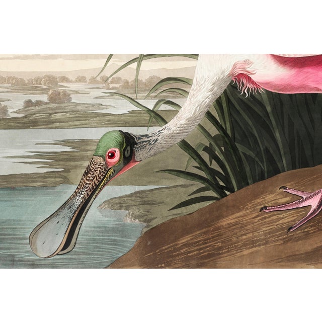 Not Yet Made - Made To Order Roseate Spoonbill by John James Audubon, Vintage Art Print Reproduction, 30" × 20" For Sale - Image 5 of 9