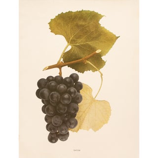 1900s U. P. Hedrick, Original Antique Photogravure of Eaton Grapes For Sale