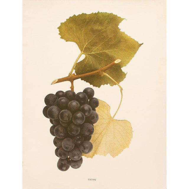 1900s U. P. Hedrick, Original Antique Photogravure of Eaton Grapes For Sale