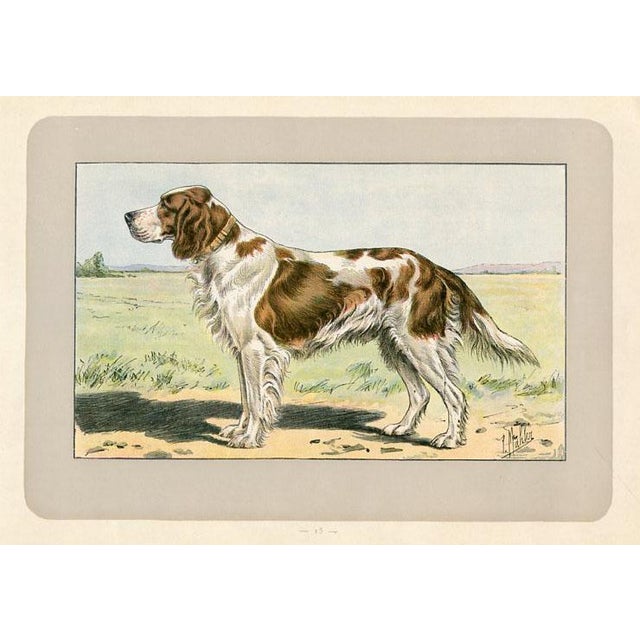 Original antique chromolithograph Dog print from an early 1900s guide to Dogs and Game published by a French manufacturer...