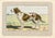 Original antique chromolithograph Dog print from an early 1900s guide to Dogs and Game published by a French manufacturer...