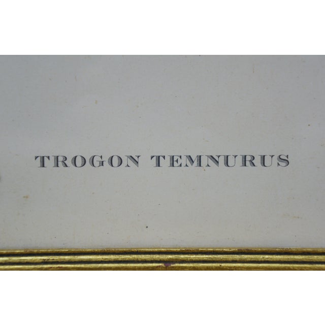 Mid 19th Century Antique J&e Gould Ornithological Trogon Temnurus Cuban Bird Lithograph Print 13", Framed For Sale - Image 10 of 11