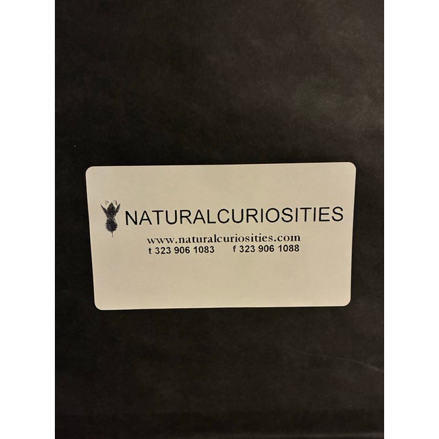 Natural Curiosities “Nisser Tokoor” Black Eagle After James Bruce Framed Print For Sale - Image 9 of 9