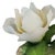 Rare Andrea by Sadek White Magnolia With Chickadee Porcelain Figurine With Box For Sale - Image 9 of 18