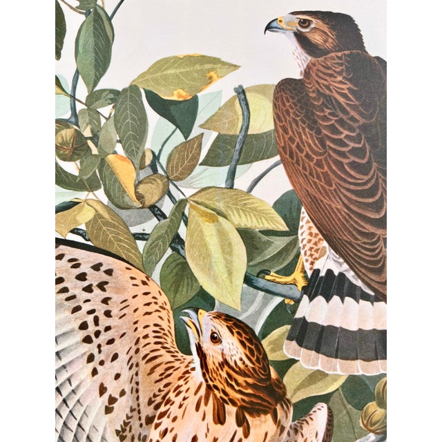 1960s 1964 Audubon Folio Lithograph Great Bird Paintings – “Broad Wing Hawk” 17x14 For Sale - Image 5 of 6