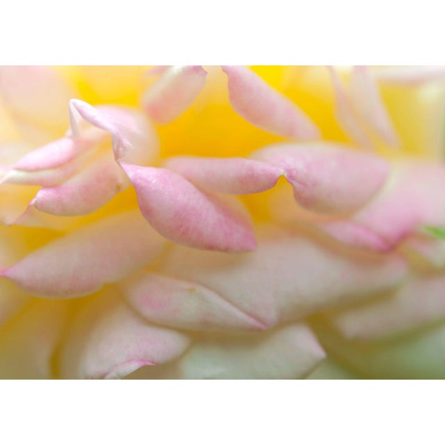 Gaétan Caron "Alchimiste" California Botanical Still Life Photograph, 2014 2014 For Sale