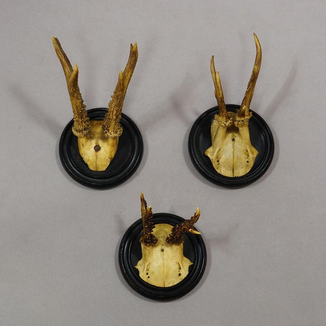 Antique Collection of Six Roe Deer Trophies on Turned Plaques, Germany Ca. 1900s For Sale - Image 6 of 9