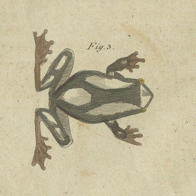 Beige Bertuch, Four Tree Frogs Including a Blue Frog, 1815, Print For Sale - Image 8 of 12