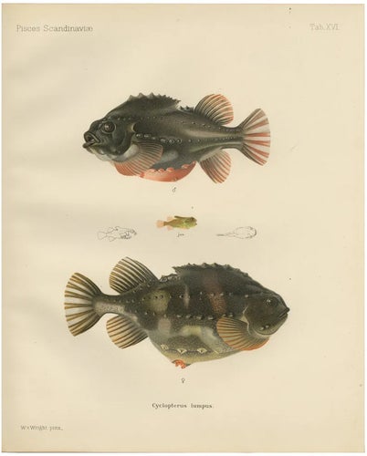 Lumpsucker, 1895, Paper