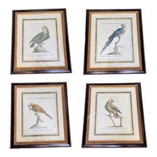 Set of 4 Vintage Continental Style Framed Natural History Prints For Sale