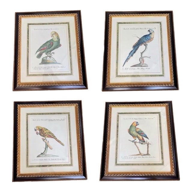 Set of 4 Vintage Continental Style Framed Natural History Prints For Sale