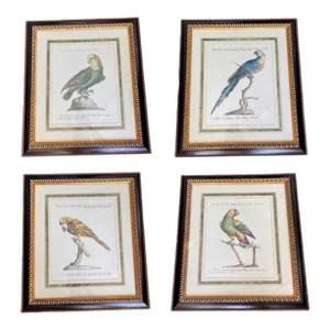 Set of 4 Vintage Continental Style Framed Natural History Prints