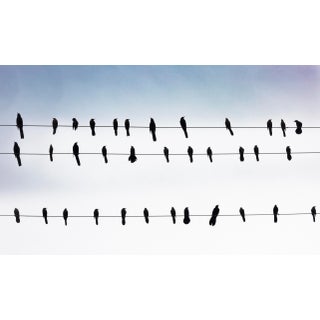 “Grackles, Austin” Contemporary Landscape Photograph by Andrew Dresher For Sale