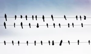 “Grackles, Austin” Contemporary Landscape Photograph by Andrew Dresher