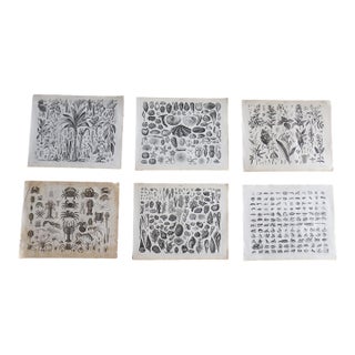 Antique 19th Century Sea Shell, Botanical & Crustacean Stone Lithographs - Set of 6 For Sale