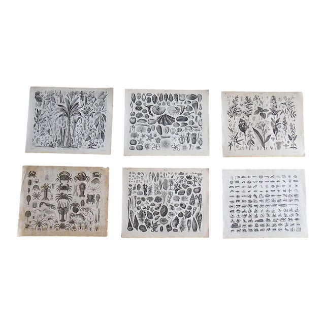 Antique 19th Century Sea Shell, Botanical & Crustacean Stone Lithographs - Set of 6 For Sale