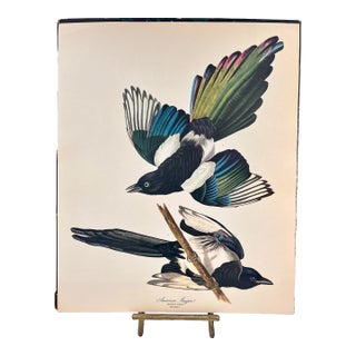 1964 Audubon Folio Lithograph Great Bird Paintings – “American Magpie” 17x14 For Sale