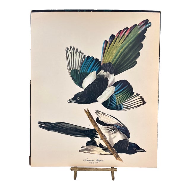 1964 Audubon Folio Lithograph Great Bird Paintings – “American Magpie” 17x14 For Sale