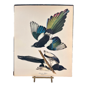 1964 Audubon Folio Lithograph Great Bird Paintings – “American Magpie” 17x14